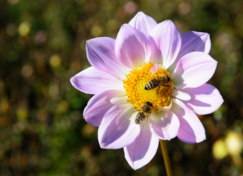 Two bees on a purple flower