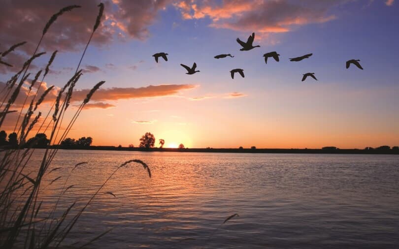 Geese flying at sunset at Barefoot Lakes in Firestone, CO by Brookfield Residential