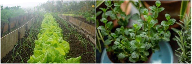 left-lettuce-garden-bed-right-potted-herbs-810x272