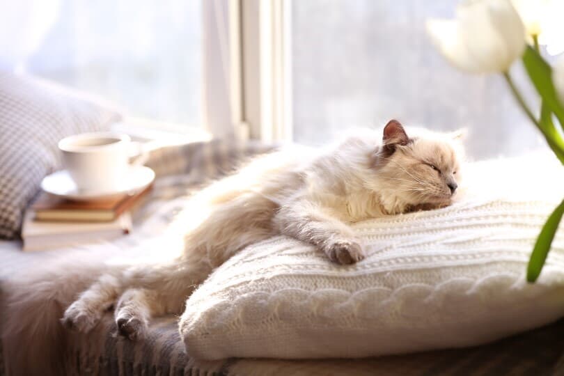 Fluffy cat lying on a white quilted pillow