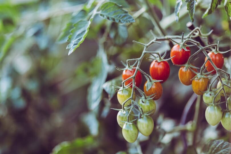 Close up of tomatoes growing in a garden