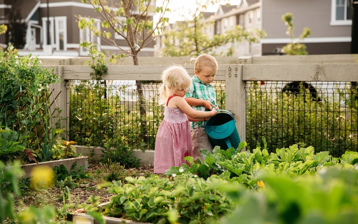 Two young kids watering plants in their backyard garden