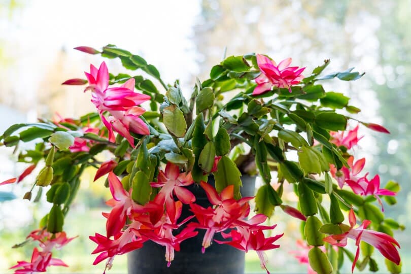 Christmas cactus in a pot in front of a window