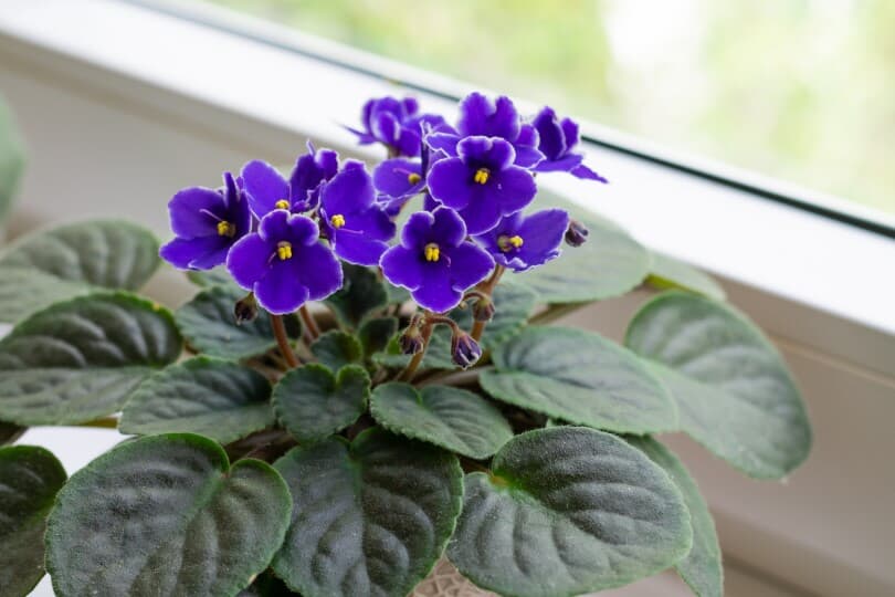 Deep purple African violets in a pot on a windowsill