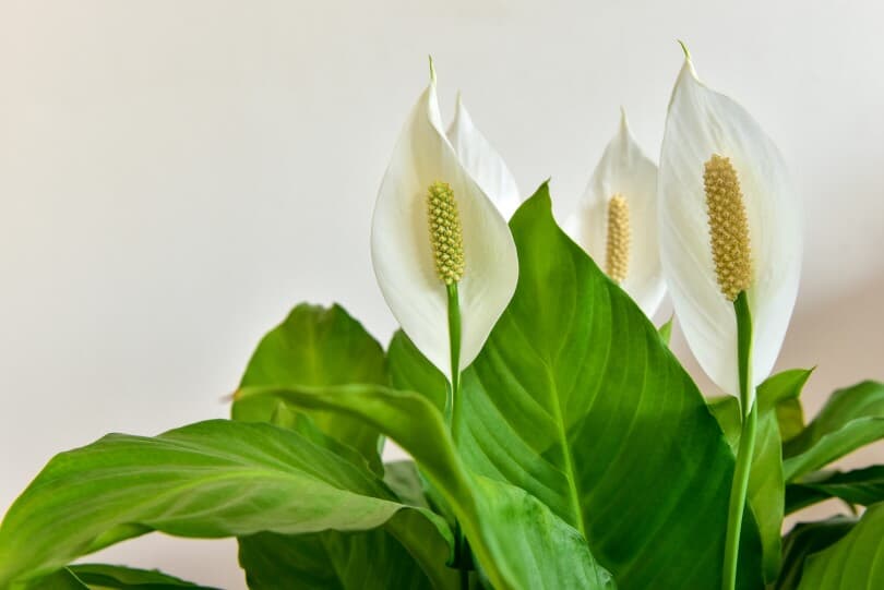 Detail of a white peace lily