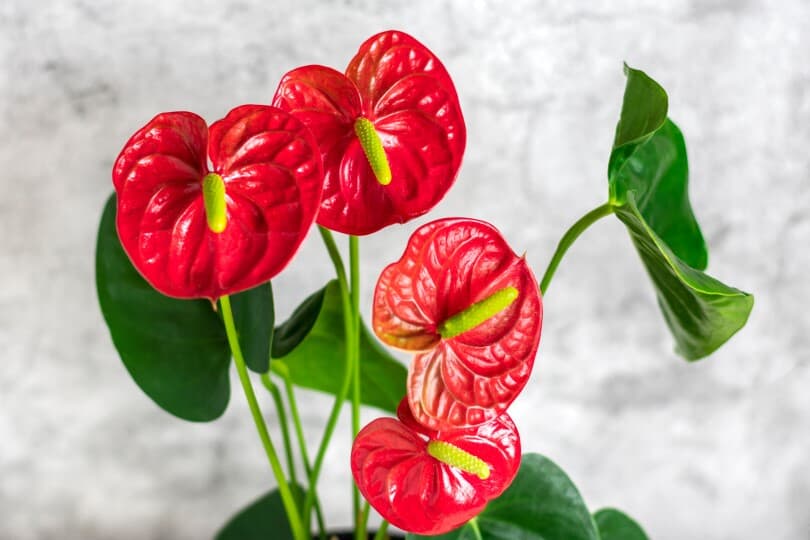 Detail of red anthurium against a gray background
