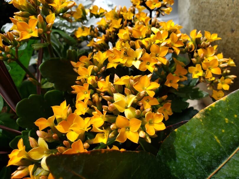 Detail of yellow kalanchoe flowers
