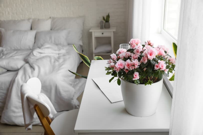 Light pink begonias in a white pot on a small white desk in a bedroom