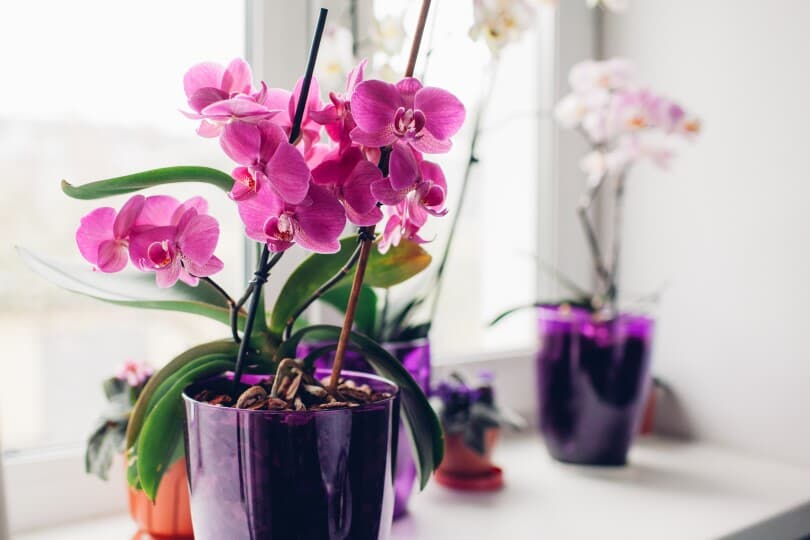 Pink orchids in a purple pot on a windowsill