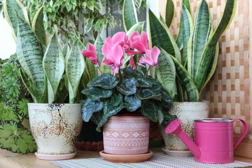 Small pink cyclamen in a pot with other plants and a pink watering can