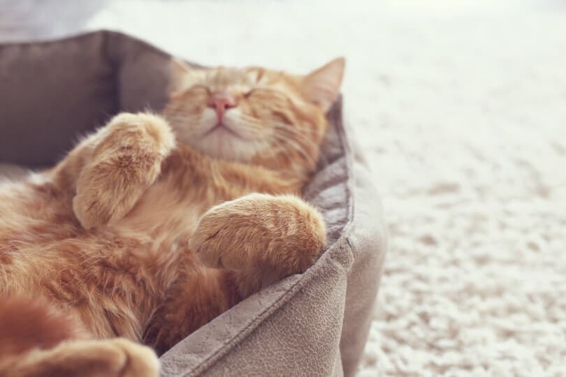 A ginger cat asleep in a soft cozy bed on a carpet floor