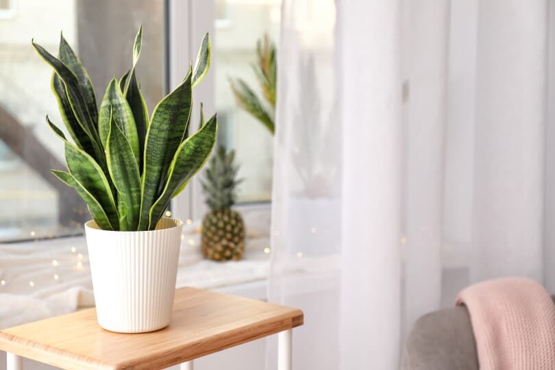 Decorative sansevieria snake plant on wooden table in a room