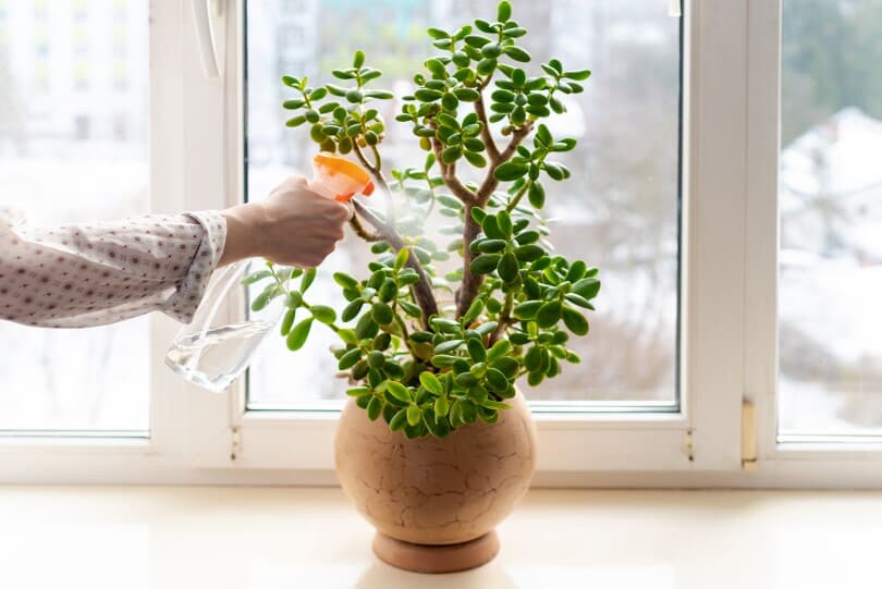 Female hand spraying water on green leaves of succulent jade plant
