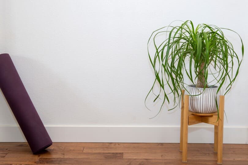 Ponytail palm in a planter basket near a white wall and yoga mat