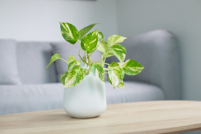 Small pothos plant in a white pot on a wooden table