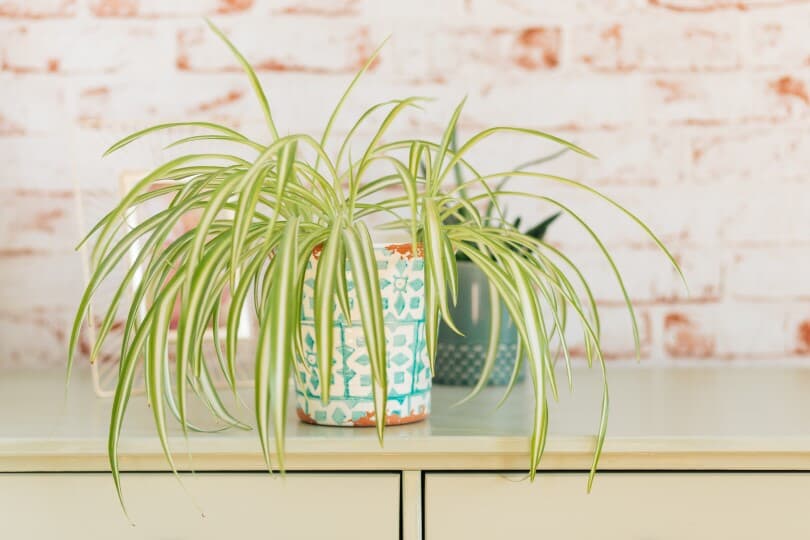 Spider plant in a mint pot in front of a brick wall