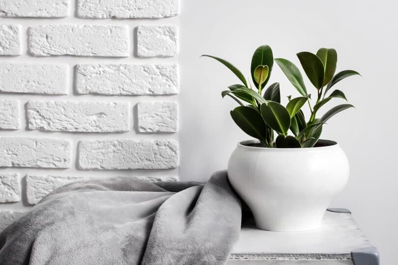 Young rubber plant in white flower pot with gray blanket and white brick wall