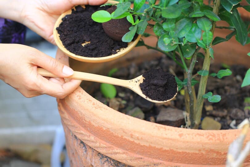 Close up of hands spooning coffee grounds at the base of a plant in a pot