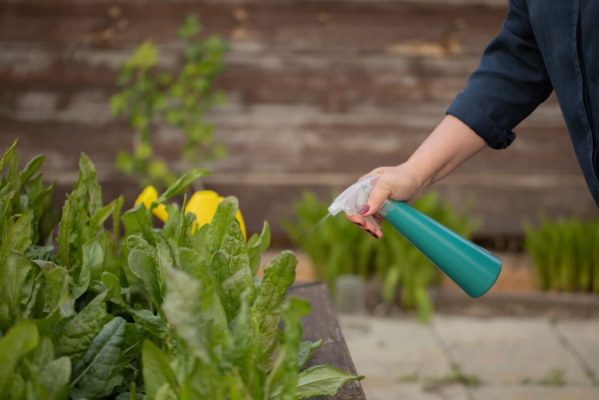 Female hand spraying from a bottle onto plants in a garden