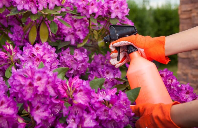 Protecting azalea plant from fungal disease or aphid, gardening concept