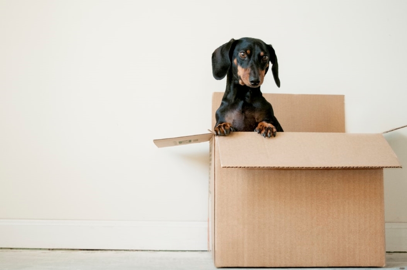 Cute Dog in a Moving Box New Homes by Brookfield Residential