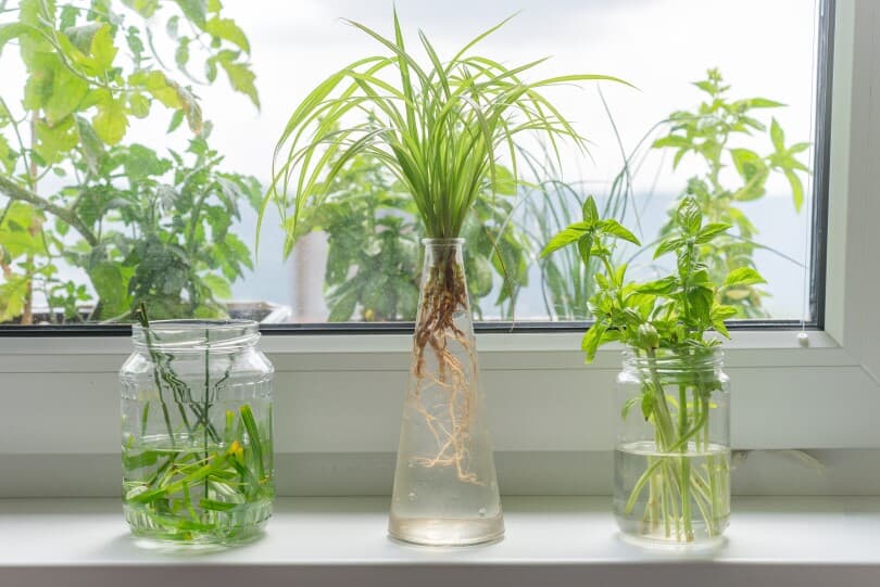 Indoor window plants rooting in glass bottles