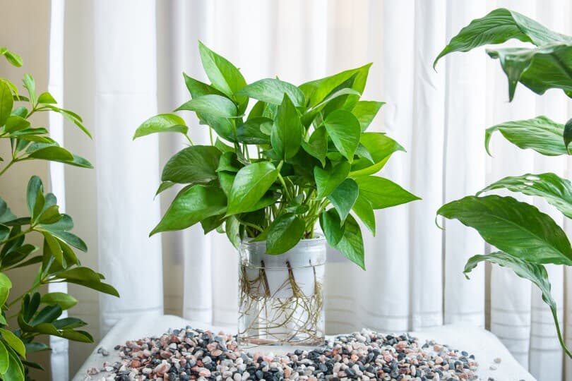 Plants that Grow in Water: A No-Fuss Way to Grow Houseplants