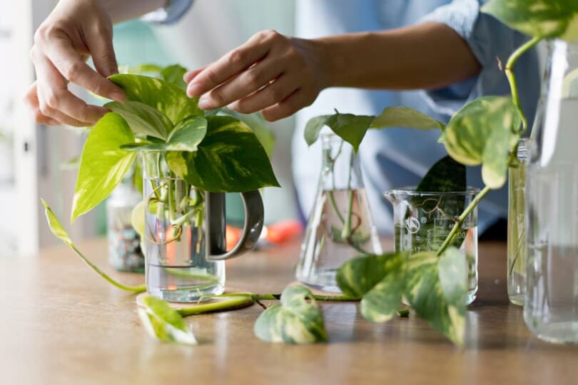 Woman Propagating Pothos Plant From Leaf Cutting In Water ?rev=ed08468d38674ef3a7bbbe16fe0587f2