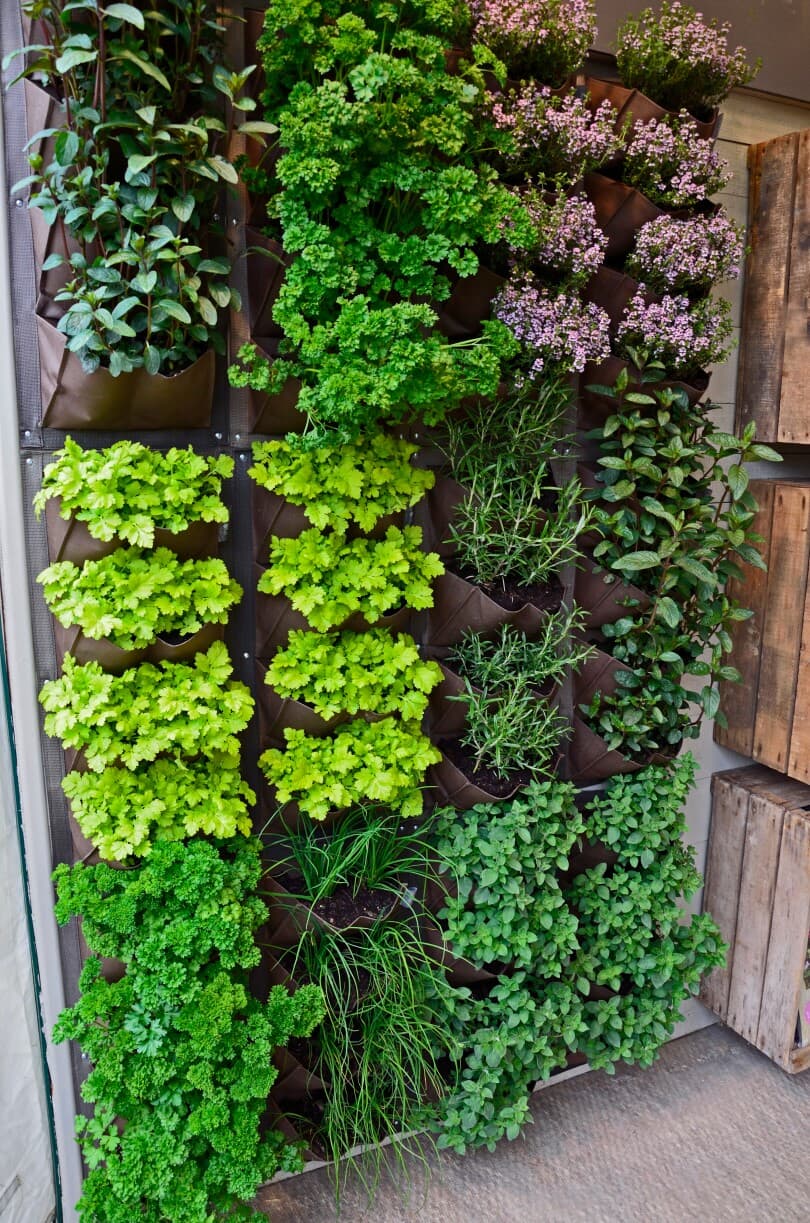 A vertical herb garden in a small urban garden space