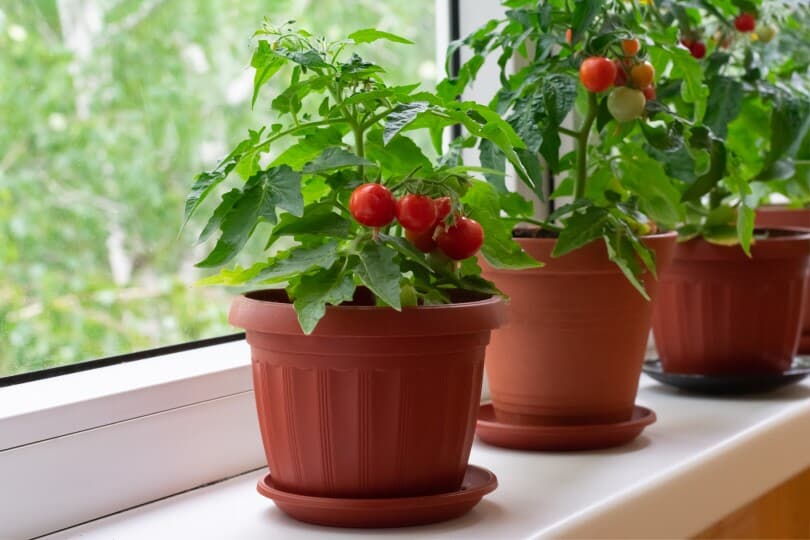Tomato plants in a windowsill garden