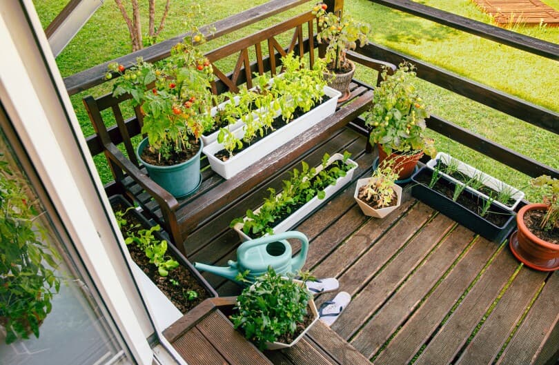 Various potted herbs and plants growing on home wood balcony