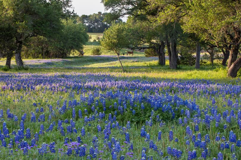 Flower field Central TX Brookfield Residential
